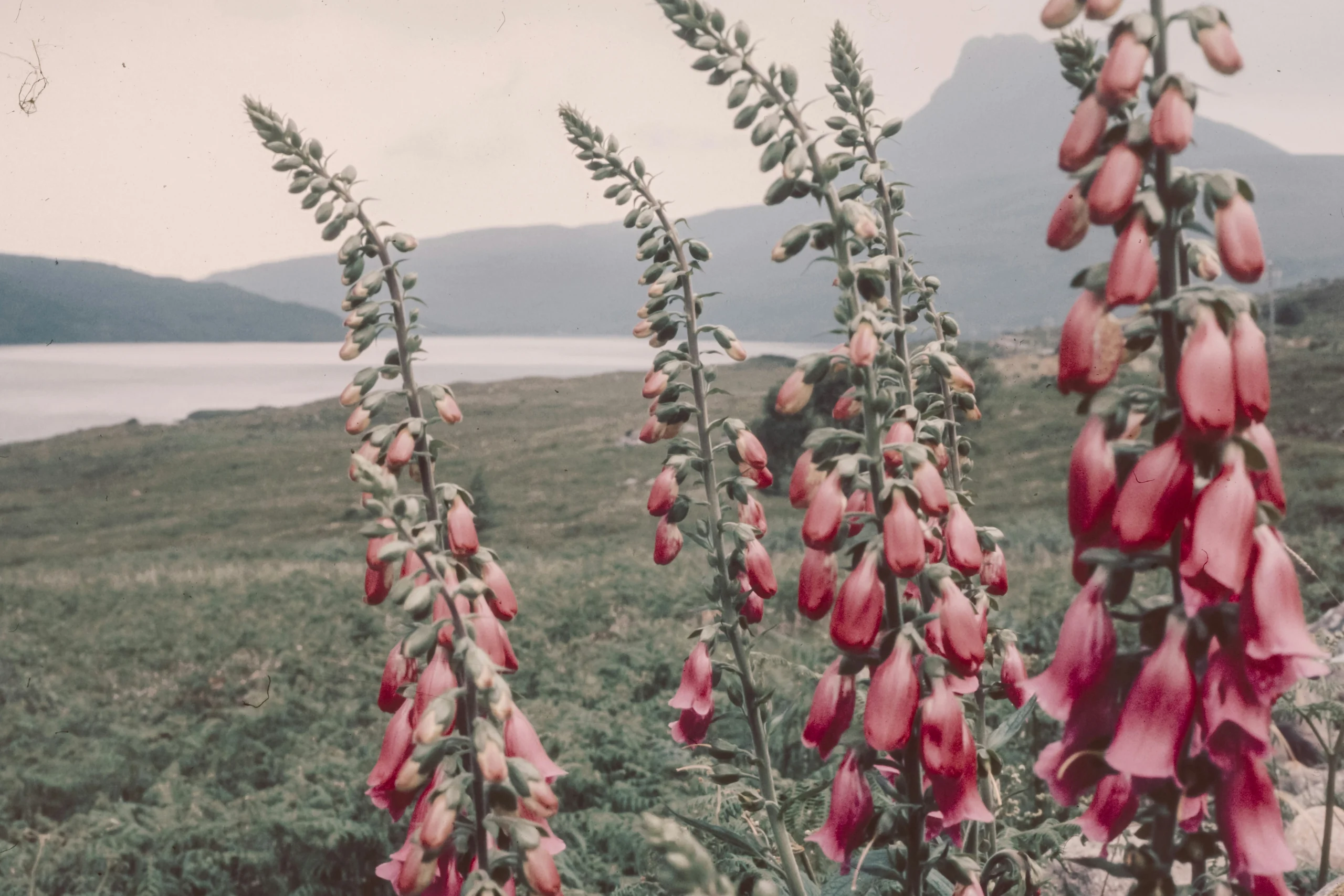 Cluster of pink foxgloves on a misty hillside
